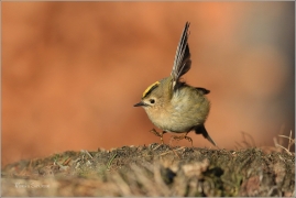 <p>KRÁLÍČEK OBECNÝ (Regulus regulus) /Goldcrest - Wintergoldhähnchen/</p>